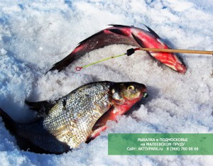 Бесплатная рыбалка на Малеевском Пруду (Кашира, Подмосковье)