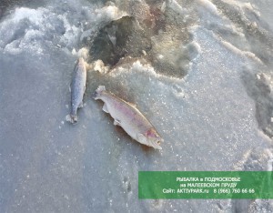 Бесплатная рыбалка на Малеевском Пруду (Кашира, Подмосковье)